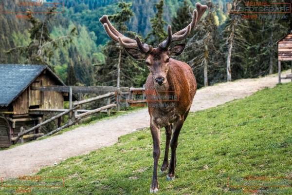 Wildgehege in Bödefeld 1