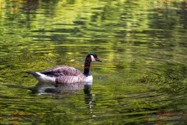 Almequellen - Sommer 2