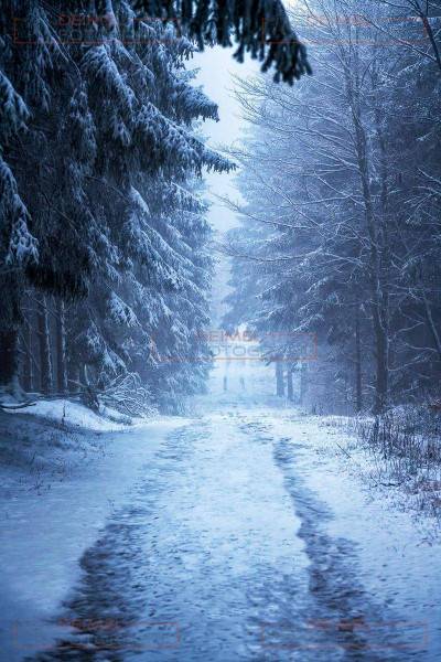 Verschneiter Waldweg mit Tannen