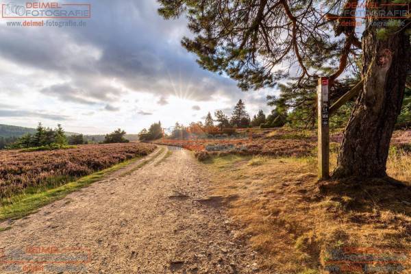 Niedersfelder Hochheide - Sommer 2