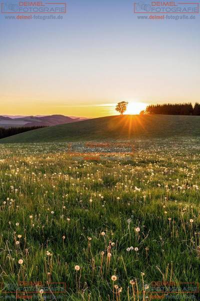 Löwenzahnwiese im Sonnenlicht