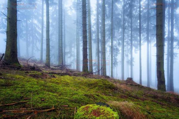 Mystischer Wald mit Nebel