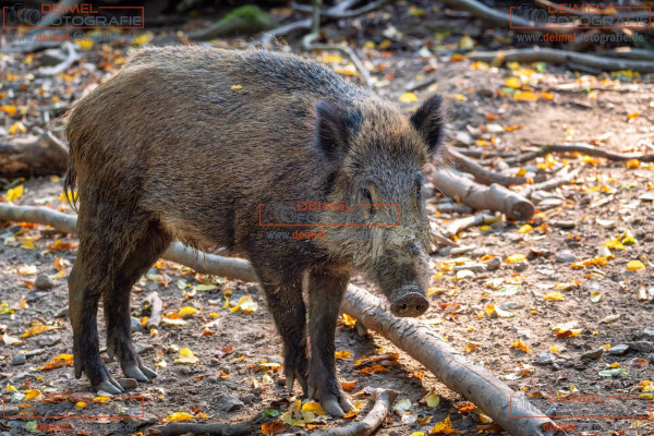 Wildschwein 1